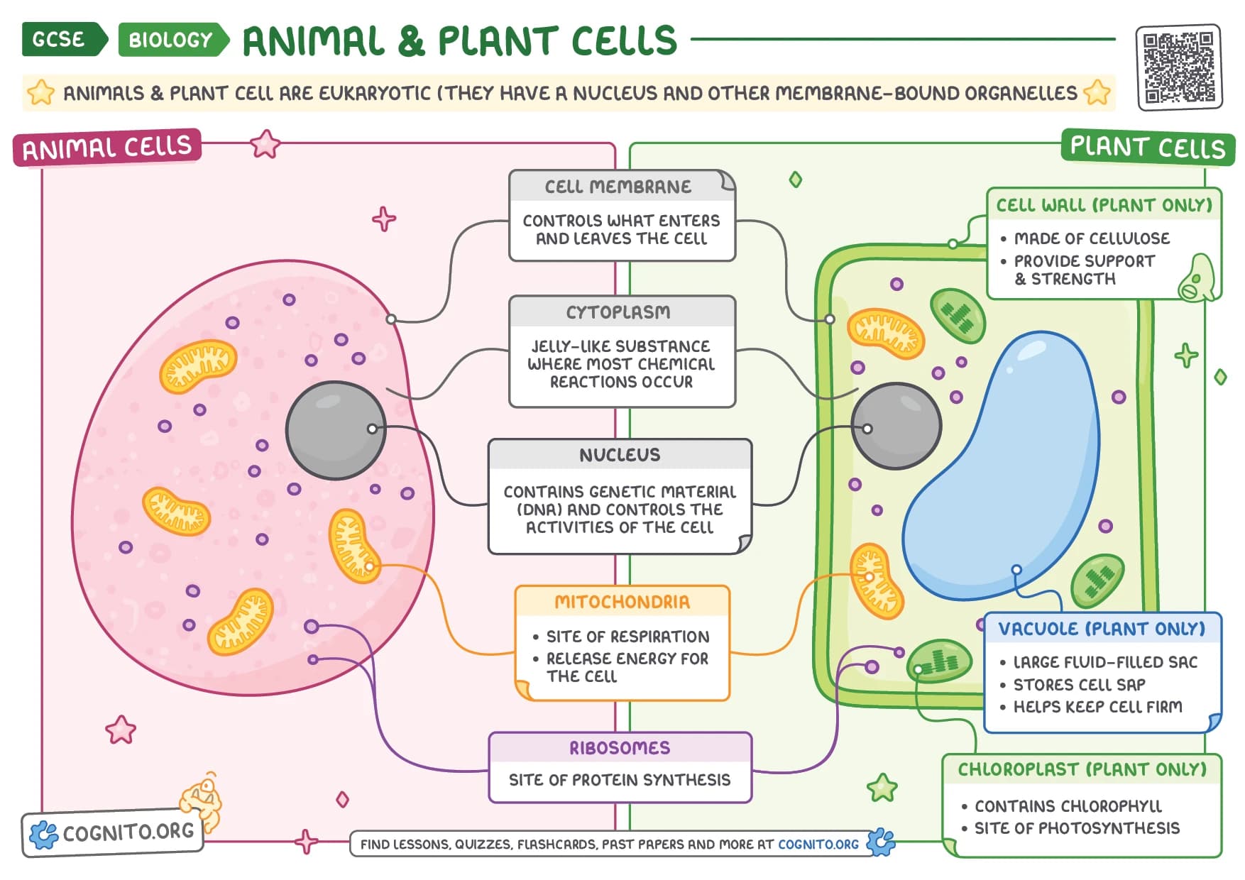 A downloadable cheat sheet showing the whole topic on one page.